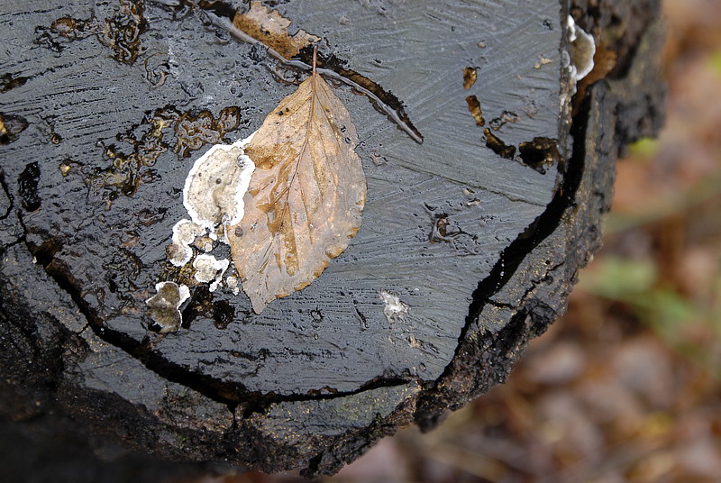 Baum_DSC1713 Kopie.jpg   26.04.jpg